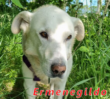 ERMENEGILDO, Hund, Herdenschutzhund-Mix in Italien - Bild 1