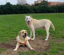ERMENEGILDO, Hund, Herdenschutzhund-Mix in Italien - Bild 10