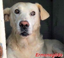 ERMENEGILDO, Hund, Herdenschutzhund-Mix in Italien - Bild 15