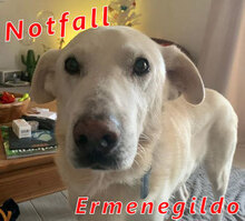 ERMENEGILDO, Hund, Herdenschutzhund-Mix in Italien - Bild 2