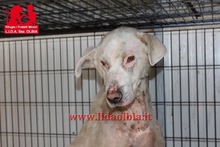 ERMENEGILDO, Hund, Herdenschutzhund-Mix in Italien - Bild 21