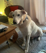 ERMENEGILDO, Hund, Herdenschutzhund-Mix in Italien - Bild 4