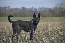 GRETI, Hund, Mischlingshund in Vielank - Bild 2