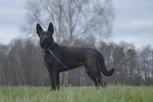 GRETI, Hund, Mischlingshund in Vielank - Bild 3