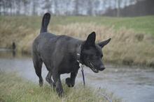 GRETI, Hund, Mischlingshund in Vielank - Bild 5