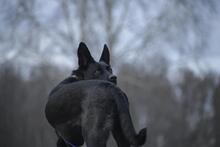 GRETI, Hund, Mischlingshund in Vielank - Bild 6