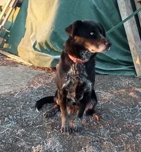 STELLA, Hund, Mischlingshund in Slowakische Republik - Bild 11
