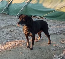 STELLA, Hund, Mischlingshund in Slowakische Republik - Bild 12