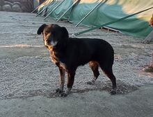 STELLA, Hund, Mischlingshund in Slowakische Republik - Bild 13