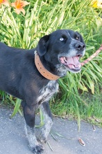 STELLA, Hund, Mischlingshund in Slowakische Republik - Bild 15