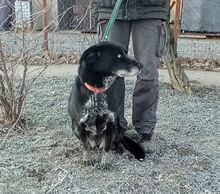 STELLA, Hund, Mischlingshund in Slowakische Republik - Bild 2