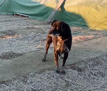 STELLA, Hund, Mischlingshund in Slowakische Republik - Bild 5
