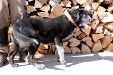 STELLA, Hund, Mischlingshund in Slowakische Republik - Bild 9