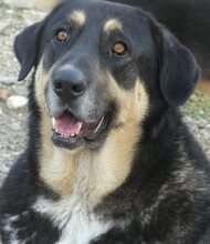 PIPPINOS, Hund, Mischlingshund in Griechenland - Bild 1