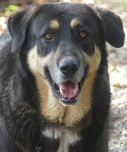 PIPPINOS, Hund, Mischlingshund in Griechenland - Bild 10