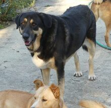 PIPPINOS, Hund, Mischlingshund in Griechenland - Bild 11