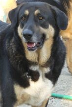 PIPPINOS, Hund, Mischlingshund in Griechenland - Bild 14