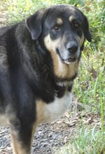 PIPPINOS, Hund, Mischlingshund in Griechenland - Bild 15