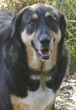PIPPINOS, Hund, Mischlingshund in Griechenland - Bild 16
