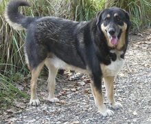 PIPPINOS, Hund, Mischlingshund in Griechenland - Bild 2
