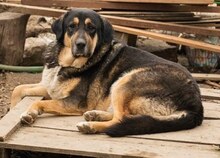 PIPPINOS, Hund, Mischlingshund in Griechenland - Bild 21