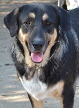PIPPINOS, Hund, Mischlingshund in Griechenland - Bild 22