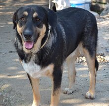 PIPPINOS, Hund, Mischlingshund in Griechenland - Bild 26