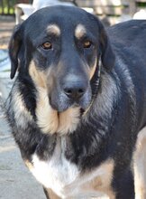 PIPPINOS, Hund, Mischlingshund in Griechenland - Bild 27