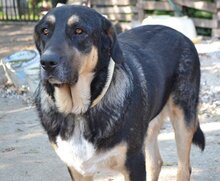 PIPPINOS, Hund, Mischlingshund in Griechenland - Bild 28