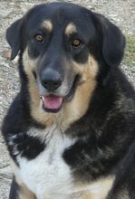 PIPPINOS, Hund, Mischlingshund in Griechenland - Bild 3