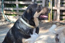 PIPPINOS, Hund, Mischlingshund in Griechenland - Bild 30