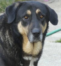 PIPPINOS, Hund, Mischlingshund in Griechenland - Bild 5