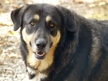 PIPPINOS, Hund, Mischlingshund in Griechenland - Bild 8
