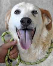 AMANDUS, Hund, Mischlingshund in Italien - Bild 2
