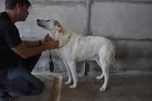 AMANDUS, Hund, Mischlingshund in Italien - Bild 3