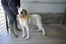 AMANDUS, Hund, Mischlingshund in Italien - Bild 4