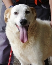 AMANDUS, Hund, Mischlingshund in Italien - Bild 5
