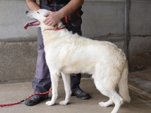 AMANDUS, Hund, Mischlingshund in Italien - Bild 6