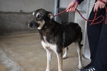 CLEOFE, Hund, Mischlingshund in Italien - Bild 2