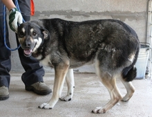 CLEOFE, Hund, Mischlingshund in Italien - Bild 3