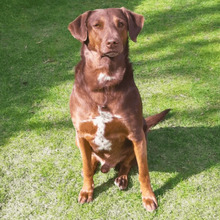 FULL, Hund, Labrador-Mix in Falkensee