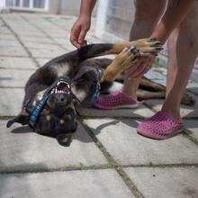 IGOR, Hund, Mischlingshund in Italien - Bild 2