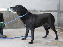 LIVIANA, Hund, Mischlingshund in Italien - Bild 2