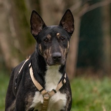 ACHO, Hund, Mischlingshund in Hanau-Kesselstadt - Bild 2
