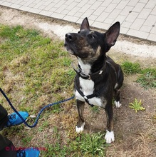 ACHO, Hund, Mischlingshund in Hanau-Kesselstadt - Bild 3