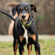 JARO, Hund, Dobermann-Appenzeller Sennenhund-Mix in Hanau-Kesselstadt - Bild 3