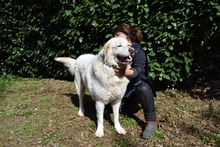 ABELE, Hund, Maremmano in Italien - Bild 13