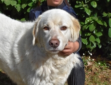 ABELE, Hund, Maremmano in Italien - Bild 14