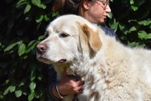 ABELE, Hund, Maremmano in Italien - Bild 5