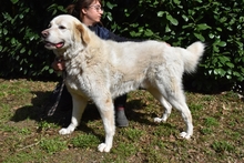 ABELE, Hund, Maremmano in Italien - Bild 6
